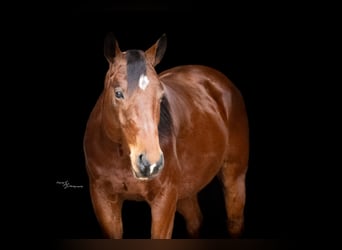 Quarter horse américain, Hongre, 4 Ans, 147 cm, Bai cerise