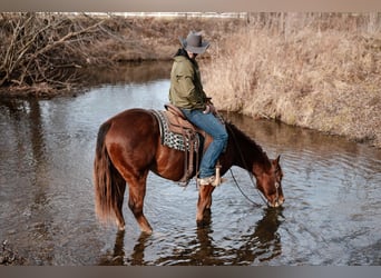Quarter horse américain, Hongre, 4 Ans, 147 cm, Bai cerise