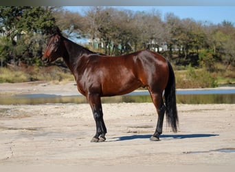 Quarter horse américain, Hongre, 4 Ans, 147 cm, Bai cerise