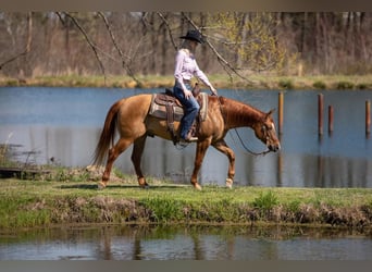 Quarter horse américain, Hongre, 4 Ans, 147 cm, Isabelle