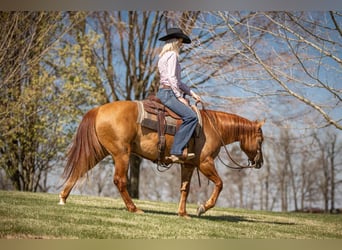 Quarter horse américain, Hongre, 4 Ans, 147 cm, Isabelle