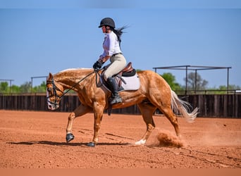Quarter horse américain, Hongre, 4 Ans, 147 cm, Palomino