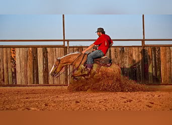 Quarter horse américain, Hongre, 4 Ans, 147 cm, Palomino