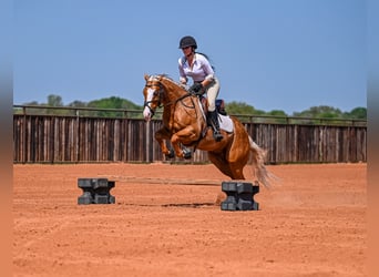 Quarter horse américain, Hongre, 4 Ans, 147 cm, Palomino