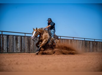 Quarter horse américain, Hongre, 4 Ans, 147 cm, Palomino