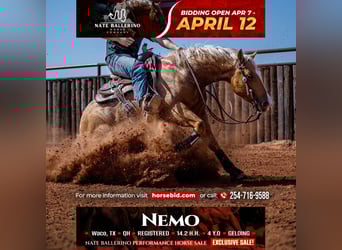 Quarter horse américain, Hongre, 4 Ans, 147 cm, Palomino