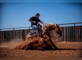 Quarter horse américain, Hongre, 4 Ans, 147 cm, Palomino
