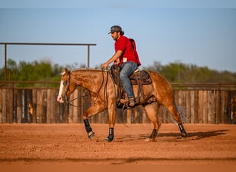 Quarter horse américain, Hongre, 4 Ans, 147 cm, Palomino