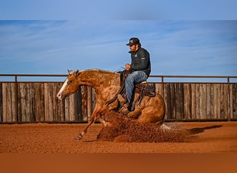 Quarter horse américain, Hongre, 4 Ans, 147 cm, Palomino