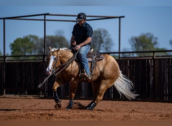 Quarter horse américain, Hongre, 4 Ans, 147 cm, Palomino