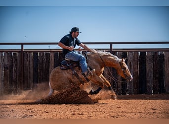 Quarter horse américain, Hongre, 4 Ans, 147 cm, Palomino