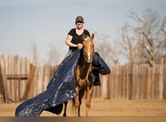 Quarter horse américain, Hongre, 4 Ans, 147 cm, Palomino