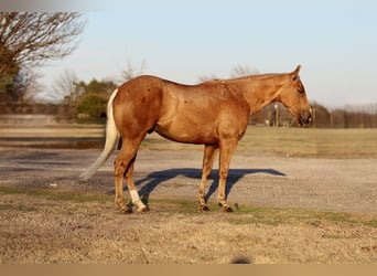 Quarter horse américain, Hongre, 4 Ans, 147 cm, Palomino