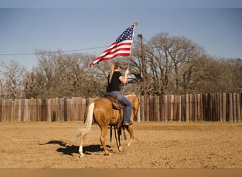 Quarter horse américain, Hongre, 4 Ans, 147 cm, Palomino