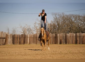 Quarter horse américain, Hongre, 4 Ans, 147 cm, Palomino