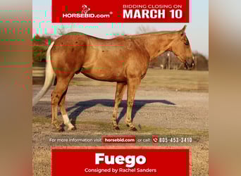 Quarter horse américain, Hongre, 4 Ans, 147 cm, Palomino