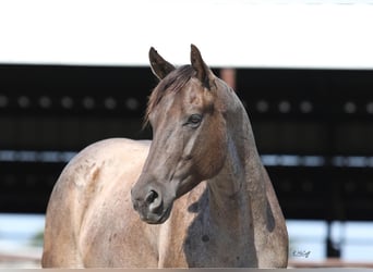 Quarter horse américain, Hongre, 4 Ans, 147 cm, Roan-Bay