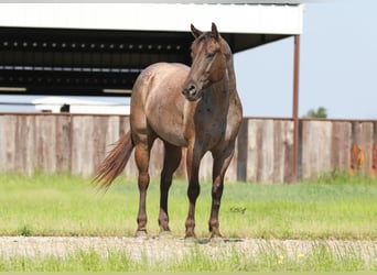 Quarter horse américain, Hongre, 4 Ans, 147 cm, Roan-Bay