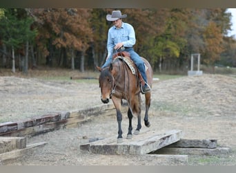 Quarter horse américain, Hongre, 4 Ans, 147 cm, Roan-Bay