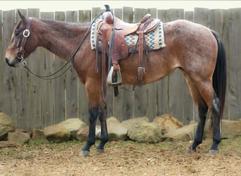 Quarter horse américain, Hongre, 4 Ans, 147 cm, Roan-Bay