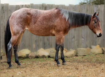 Quarter horse américain, Hongre, 4 Ans, 147 cm, Roan-Bay
