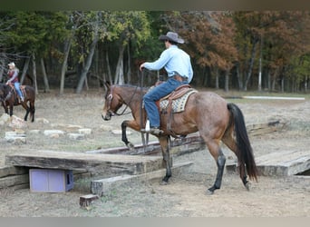Quarter horse américain, Hongre, 4 Ans, 147 cm, Roan-Bay