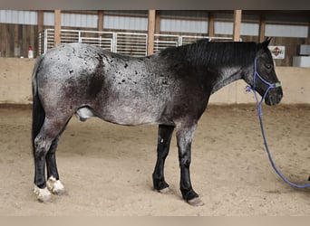 Quarter horse américain Croisé, Hongre, 4 Ans, 147 cm, Rouan Bleu