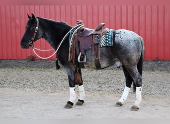 Quarter horse américain Croisé, Hongre, 4 Ans, 147 cm, Rouan Bleu
