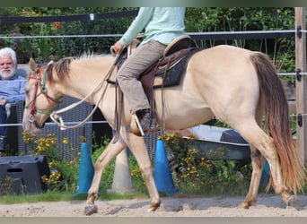 Quarter horse américain, Hongre, 4 Ans, 148 cm, Champagne