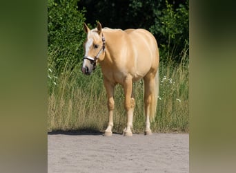Quarter horse américain, Hongre, 4 Ans, 148 cm, Dunalino