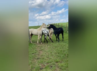 Quarter horse américain, Hongre, 4 Ans, 148 cm, Noir