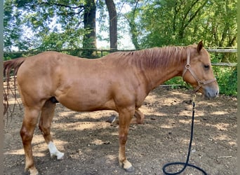 Quarter horse américain, Hongre, 4 Ans, 150 cm, Alezan