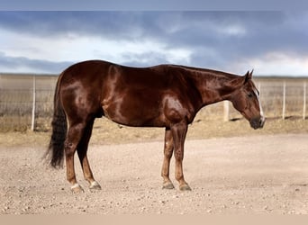 Quarter horse américain, Hongre, 4 Ans, 150 cm, Alezan cuivré