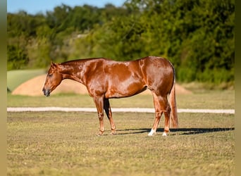 Quarter horse américain, Hongre, 4 Ans, 150 cm, Alezan cuivré
