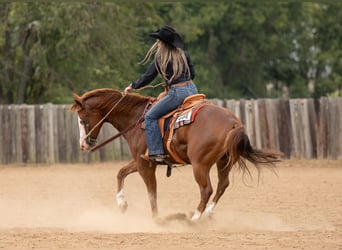 Quarter horse américain, Hongre, 4 Ans, 150 cm, Alezan cuivré