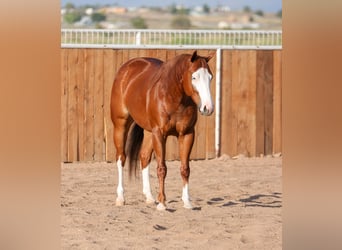 Quarter horse américain, Hongre, 4 Ans, 150 cm, Alezan cuivré