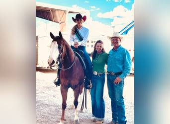 Quarter horse américain, Hongre, 4 Ans, 150 cm, Alezan cuivré