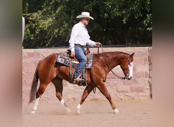Quarter horse américain, Hongre, 4 Ans, 150 cm, Alezan cuivré