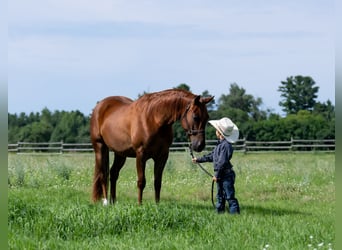 Quarter horse américain, Hongre, 4 Ans, 150 cm, Alezan cuivré