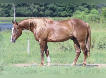 Quarter horse américain, Hongre, 4 Ans, 150 cm, Alezan cuivré