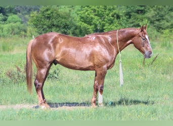 Quarter horse américain, Hongre, 4 Ans, 150 cm, Alezan cuivré