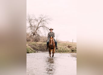 Quarter horse américain, Hongre, 4 Ans, 150 cm, Alezan cuivré