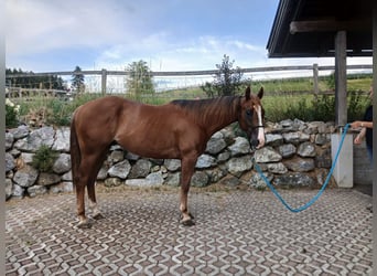 Quarter horse américain, Hongre, 4 Ans, 150 cm, Alezan