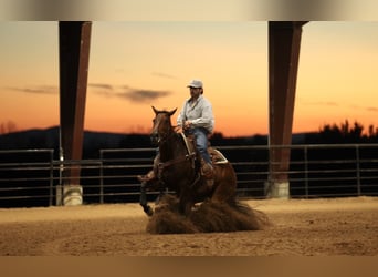 Quarter horse américain, Hongre, 4 Ans, 150 cm, Bai cerise