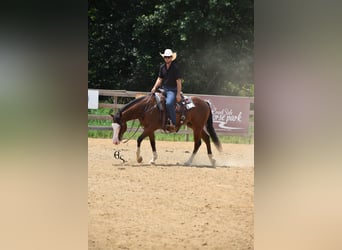 Quarter horse américain, Hongre, 4 Ans, 150 cm, Bai cerise