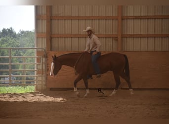Quarter horse américain, Hongre, 4 Ans, 150 cm, Bai cerise
