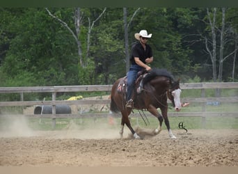 Quarter horse américain, Hongre, 4 Ans, 150 cm, Bai cerise