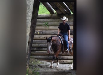 Quarter horse américain, Hongre, 4 Ans, 150 cm, Bai cerise