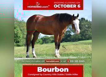 Quarter horse américain, Hongre, 4 Ans, 150 cm, Bai cerise