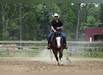 Quarter horse américain, Hongre, 4 Ans, 150 cm, Bai cerise
